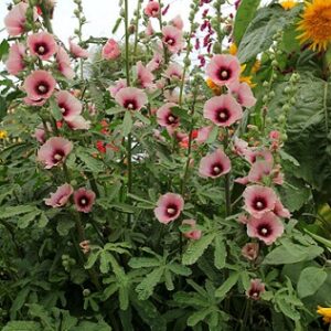 Alcea rosea apricot - rose trémière