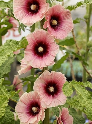 Alcea_rosea_apricot_2