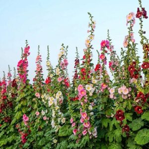 Alcea rosea mix - rose trémière