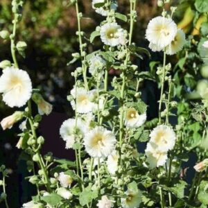 Alcea rosea white - rose trémière