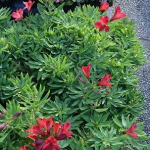 Alstroemeria inticancha red