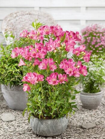 Alstroemeria_summer_paradise