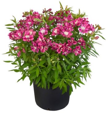 Alstroemeria_summer_paradise_1