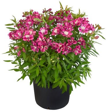 Alstroemeria_summer_paradise_1