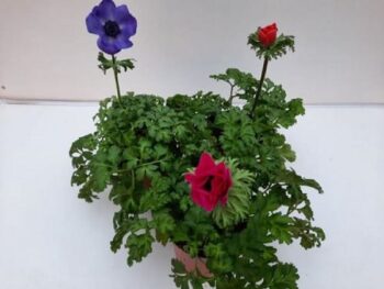 Anemone_coronaria_Animo_F1_mix_1