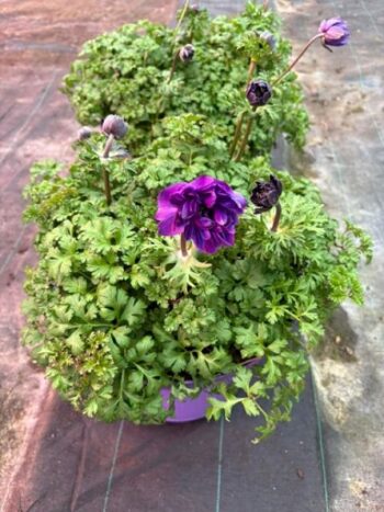 Anemone_coronaria_Animo_double_F1_mix_1