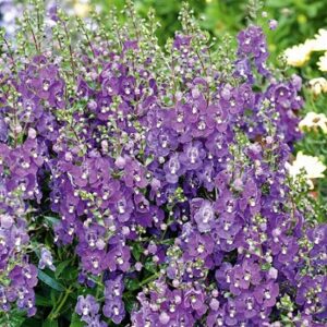 Angelonia adessa blue