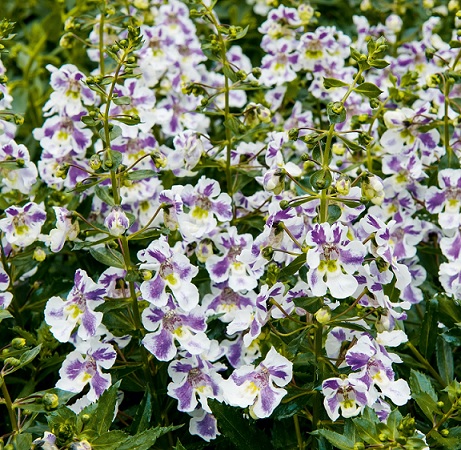 Angelonia_angustifolia_Adessa_Blue_Bicolor_1
