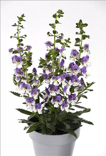 Angelonia_angustifolia_Adessa_Blue_Bicolor_2