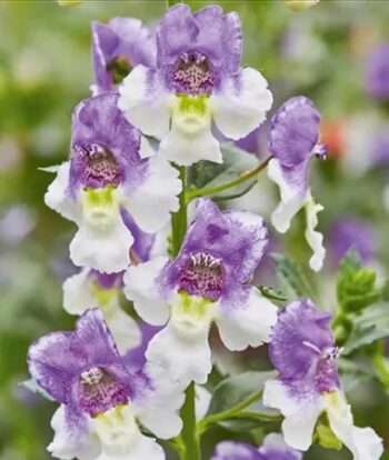 Angelonia_angustifolia_Adessa_Blue_Bicolor_3