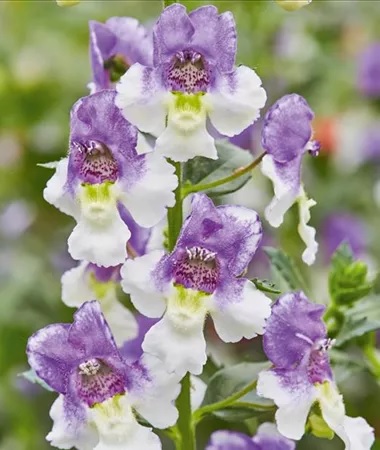 Angelonia_angustifolia_Adessa_Blue_Bicolor_3