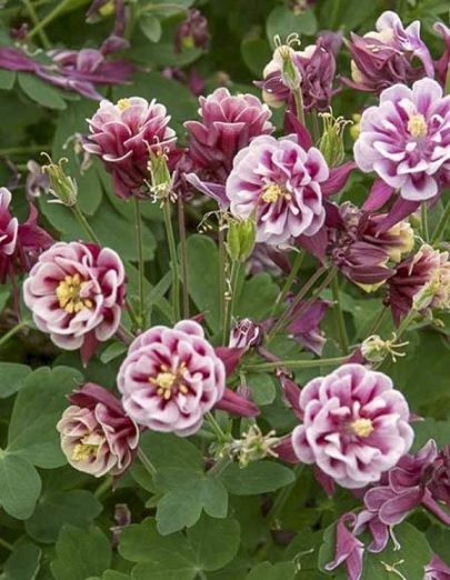 Aquilegia_vulgaris_ancolie_winky_double_red_white_3