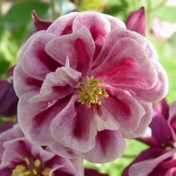Aquilegia_vulgaris_ancolie_winky_double_red_white_4
