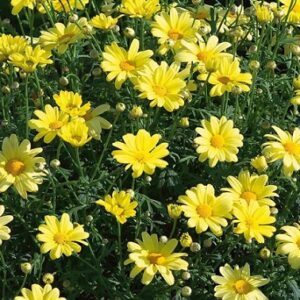 Argyranthemum frutescens - Aramis® Classic Yellow