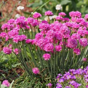 Armeria maritima morning Star Rose