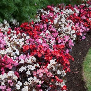 Begonia marsala F1 mix