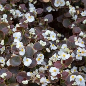Begonia x semperflorens - Marsala® F1 White