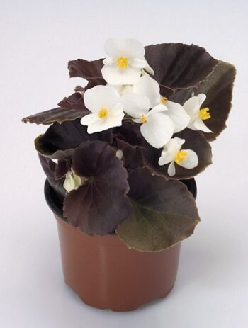 Begonia_semperflorens_Marsala_F1_White_2