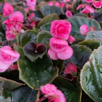 Begonia_semperflorens_doublet_rose_1