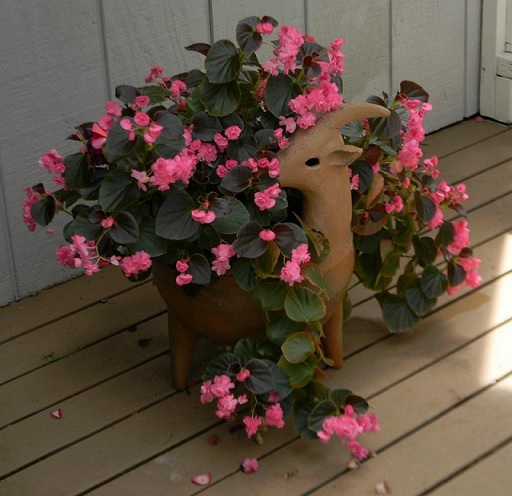 Begonia_semperflorens_doublet_rose_2