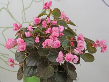 Begonia_semperflorens_doublet_rose_3