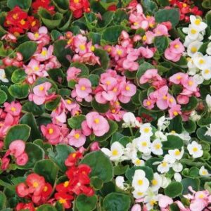 Begonia semperflorens superstar F1 mix