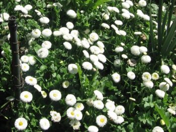 Bellis_perennis_beluga_compact_white_1