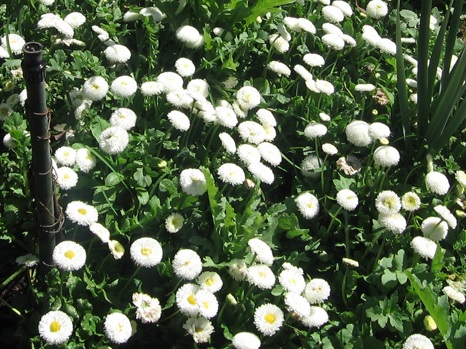 Bellis_perennis_beluga_compact_white_1