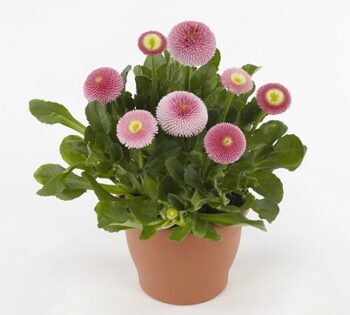 Bellis_perennis_tasso_strawberries_cream_1