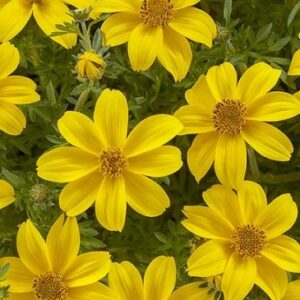 Bidens ferulifolia interceptor