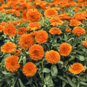 Calendula calypso orange blake eye