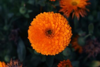 Calendula_calypso_orange_blake_eye_2