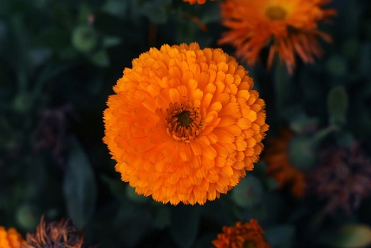 Calendula_calypso_orange_blake_eye_2