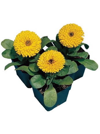 Calendula_calypso_yellow_blake_eye_1