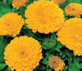 Calendula_calypso_yellow_blake_eye_2