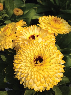 Calendula_calypso_yellow_blake_eye_3