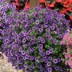 Calibrachoa cultivars - Calita® Compact Blue Star