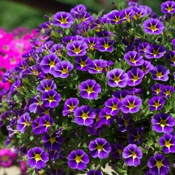 Calibrachoa_cultivars_Calita_Compact_Blue_Star_1