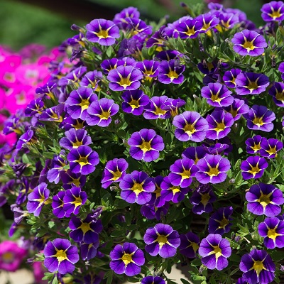 Calibrachoa_cultivars_Calita_Compact_Blue_Star_1