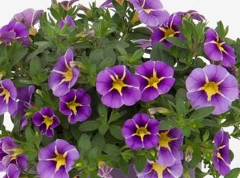 Calibrachoa_cultivars_Calita_Compact_Blue_Star_2