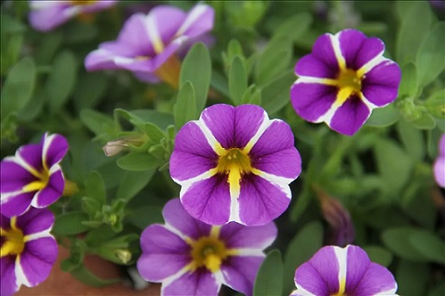 Calibrachoa_cultivars_Calita_Compact_Blue_Star_3