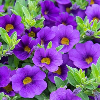 Calibrachoa_cultivars_Calita_Compact_Dark_Blue_1