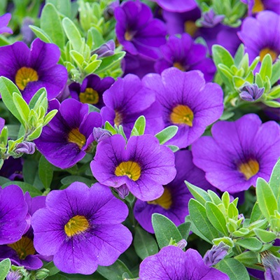 Calibrachoa_cultivars_Calita_Compact_Dark_Blue_1