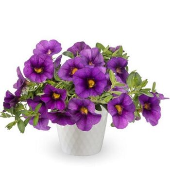 Calibrachoa_cultivars_Calita_Compact_Dark_Blue_2