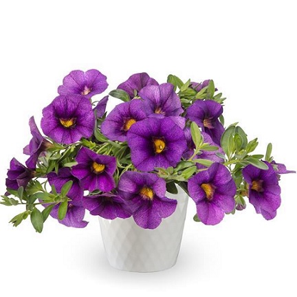 Calibrachoa_cultivars_Calita_Compact_Dark_Blue_2