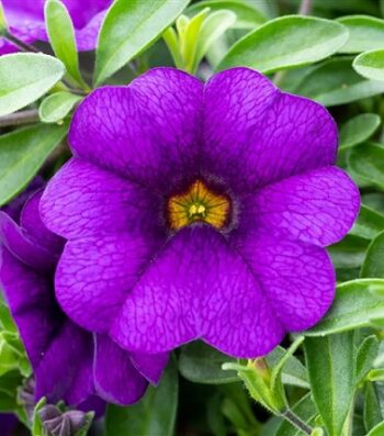 Calibrachoa_cultivars_Calita_Compact_Dark_Blue_3