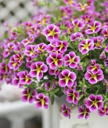 Calibrachoa_cultivars_Calita_Compact_Pink_Star_1