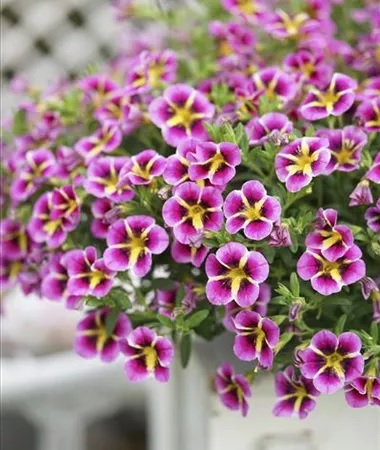 Calibrachoa_cultivars_Calita_Compact_Pink_Star_1