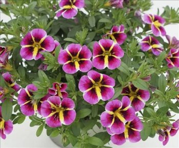 Calibrachoa_cultivars_Calita_Compact_Pink_Star_2