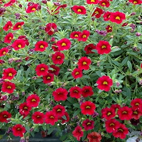 Calibrachoa cultivars - Calita® Compact Red
